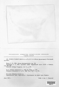 Fomes fomentarius image